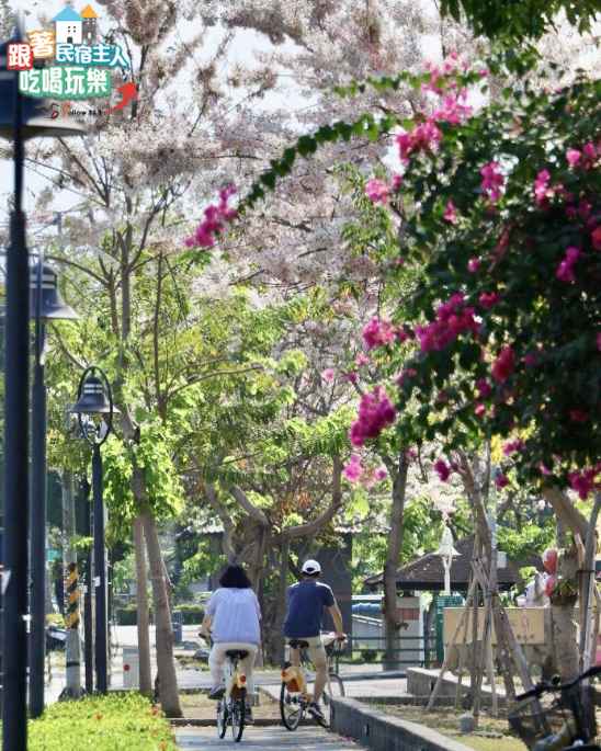 屏東網美必訪！潮州花旗木｜YouBike潮州旅遊