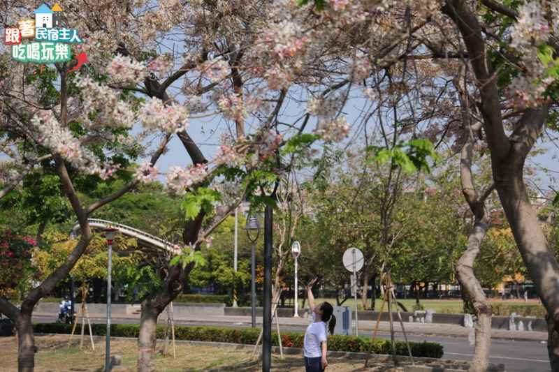 屏東網美必訪！潮州花旗木｜YouBike潮州旅遊