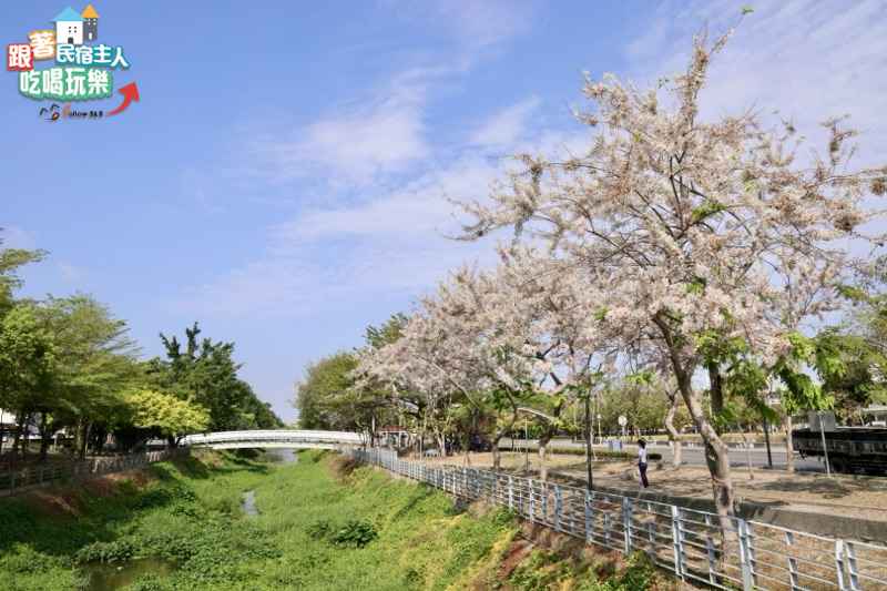 屏東網美必訪！潮州花旗木｜YouBike潮州旅遊