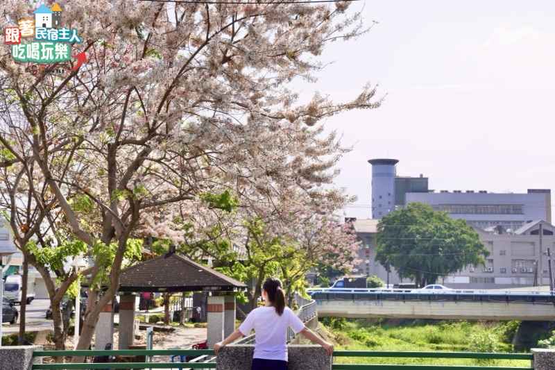 屏東網美必訪！潮州花旗木｜YouBike潮州旅遊